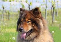 370+ Fotos, Bilder und lizenzfreie Bilder zu Eurasier ...