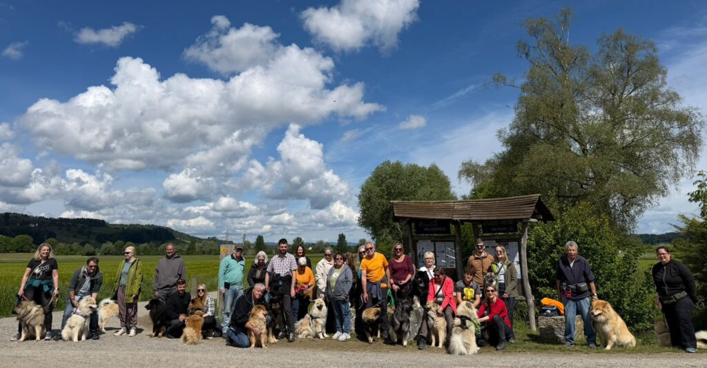 Eurasier Gruppenbild