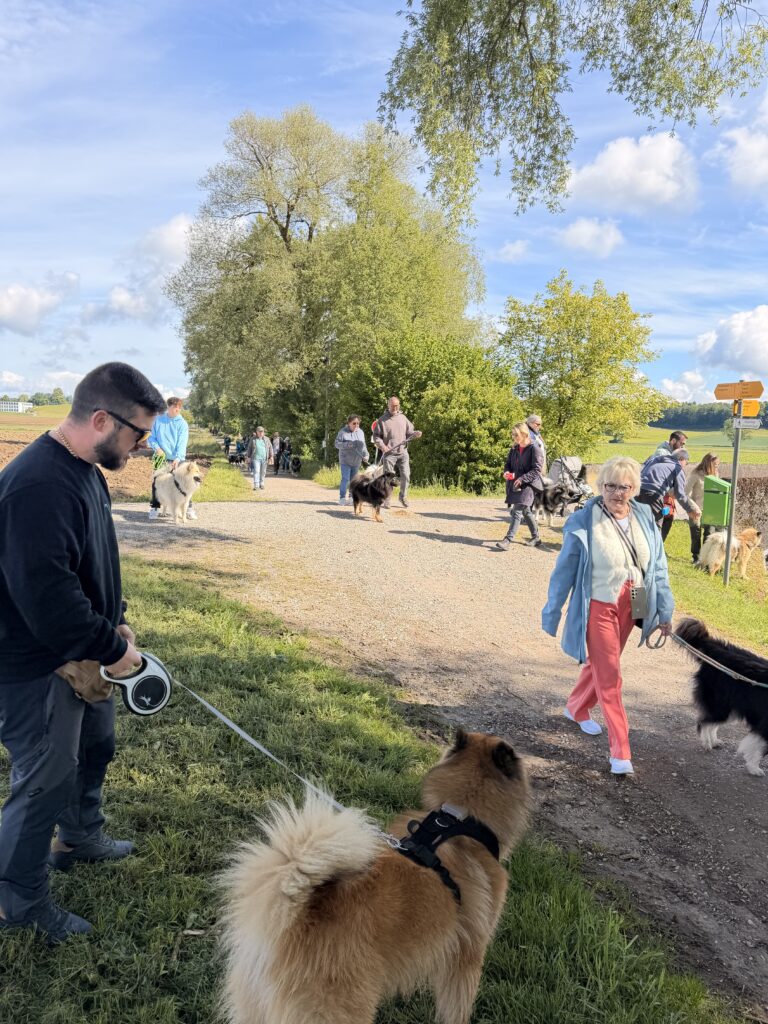 Eurasier beim Spaziergang